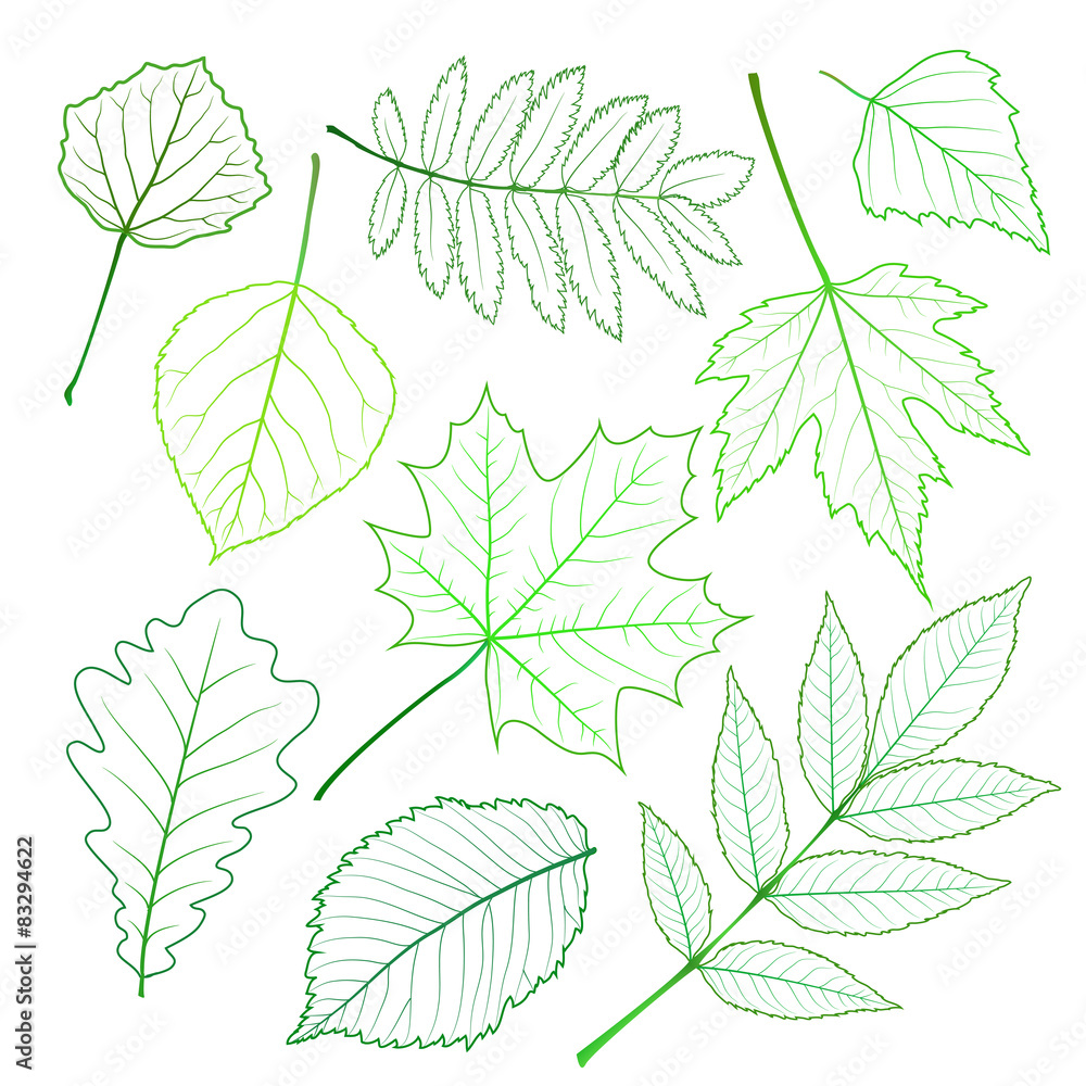 Collection of green leaves. 