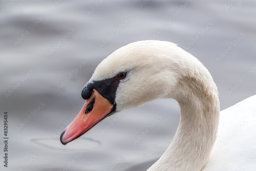 Swan portrait Swan portrait