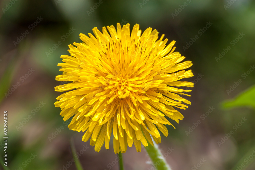 Common Dandelion