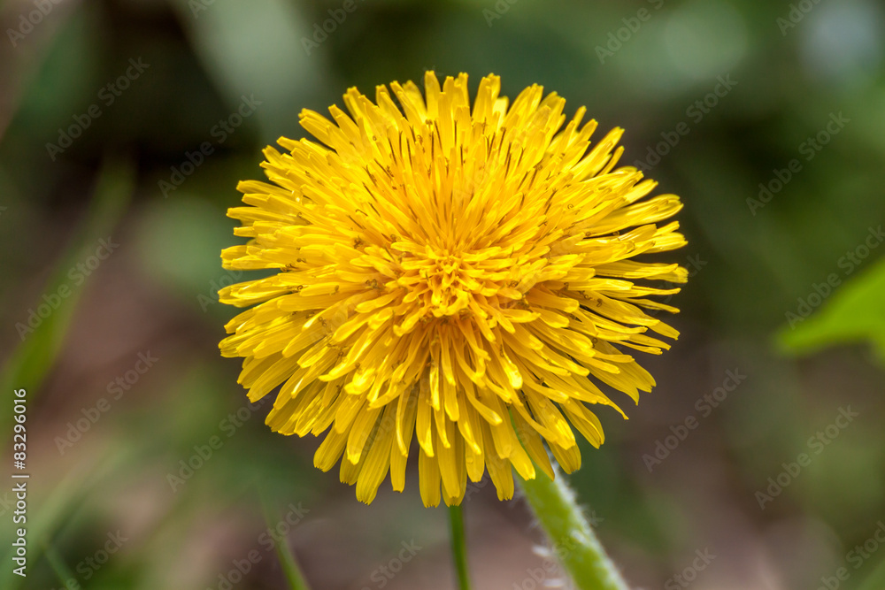Common Dandelion Common Dandelion