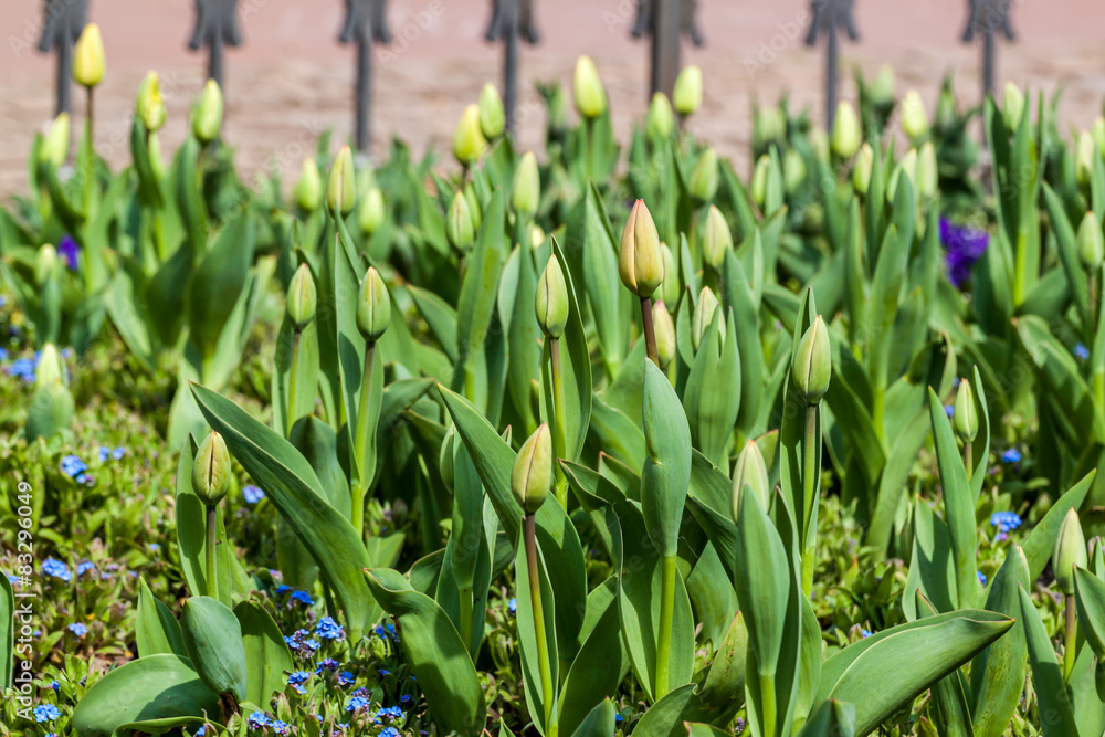 Fototapeta premium Tulips in a garden