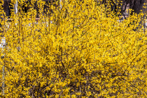 Forsythia bush