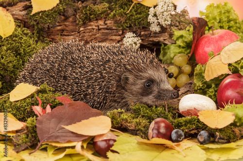 Hedgehog on leaves closeup