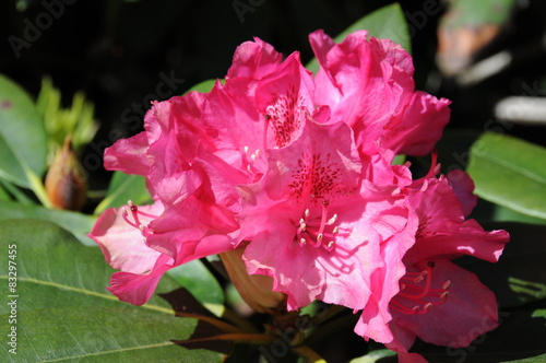 Pink rhododendron flowers © maljalen