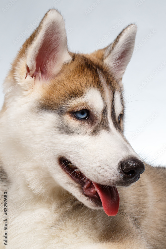 Closeup Siberian Husky Puppy on White 