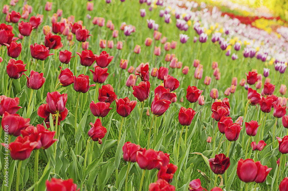 Red beautiful tulips Red beautiful tulips