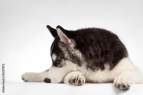 Siberian Husky Puppy Lies on White 