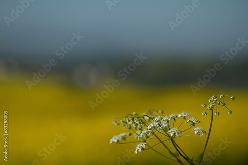 springblossom photo