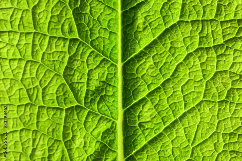 Green leaf Green leaf