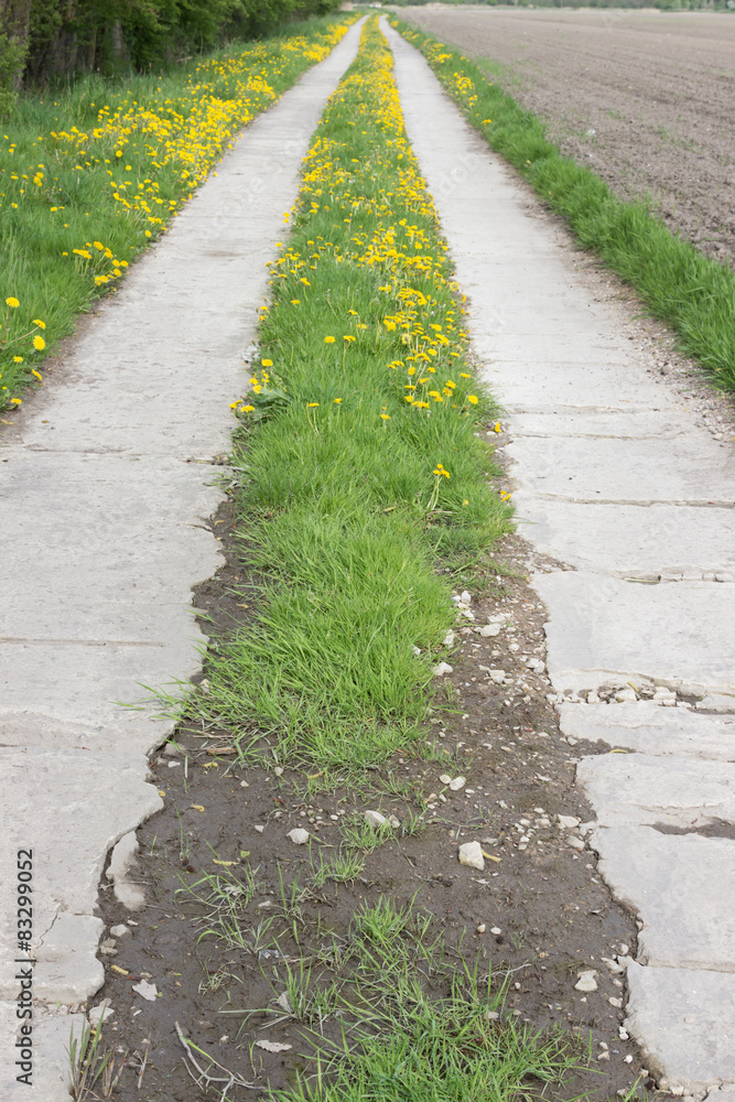 Fototapeta premium Feldweg
