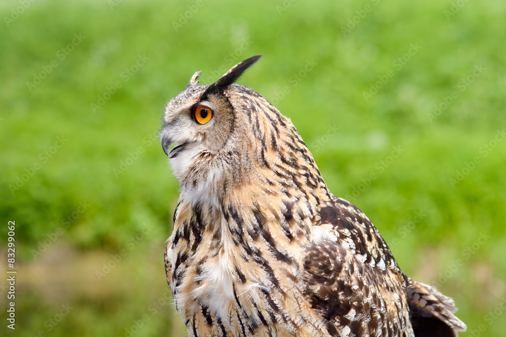 European Eagle Owl European Eagle Owl