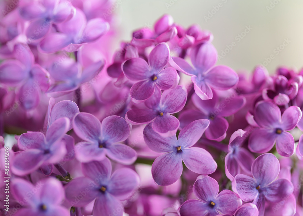 Lilac purple flowers in blossom Lilac purple flowers in blossom