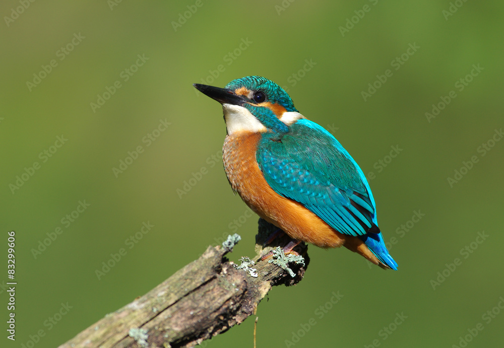 Kingfisher on a branch - 18