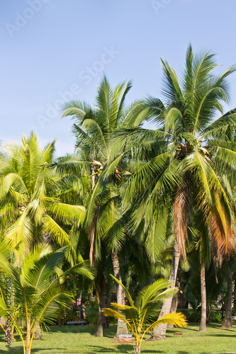 coconut tree in park public