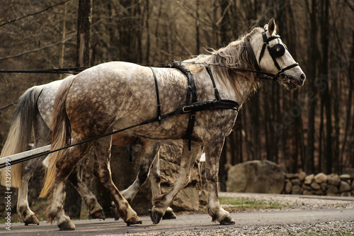 Beautiful horses in herness photo