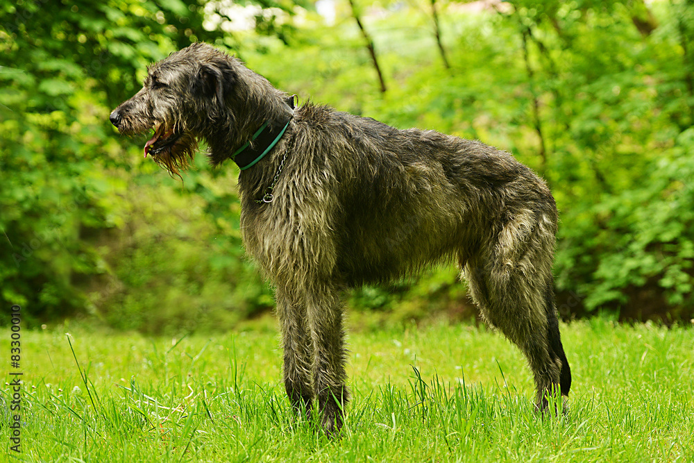 Irish Wolfhound dog 