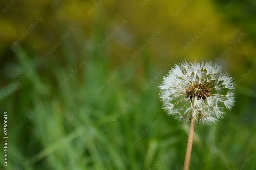 dandelion