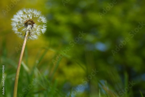 dandelion