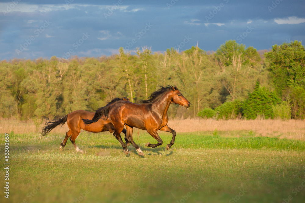 Fototapeta premium horse
