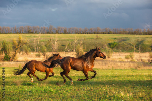 Fototapeta Naklejka Na Ścianę i Meble -  horse