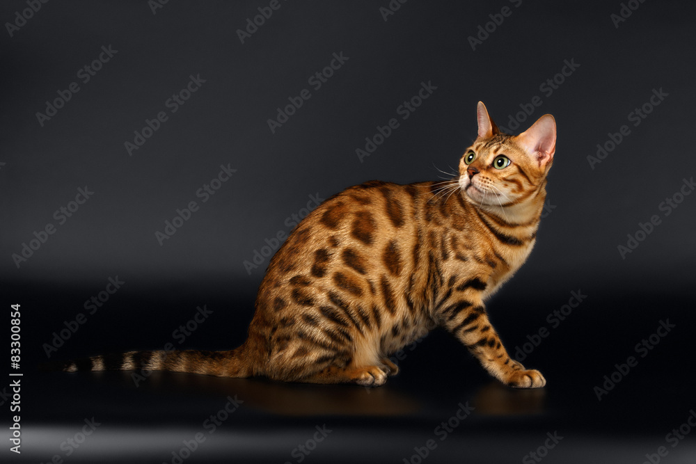 Bengal Cat turned Back on Black Bengal Cat turned Back on Black