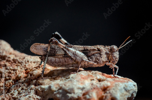 Grasshopper stay on rock. Side view photo