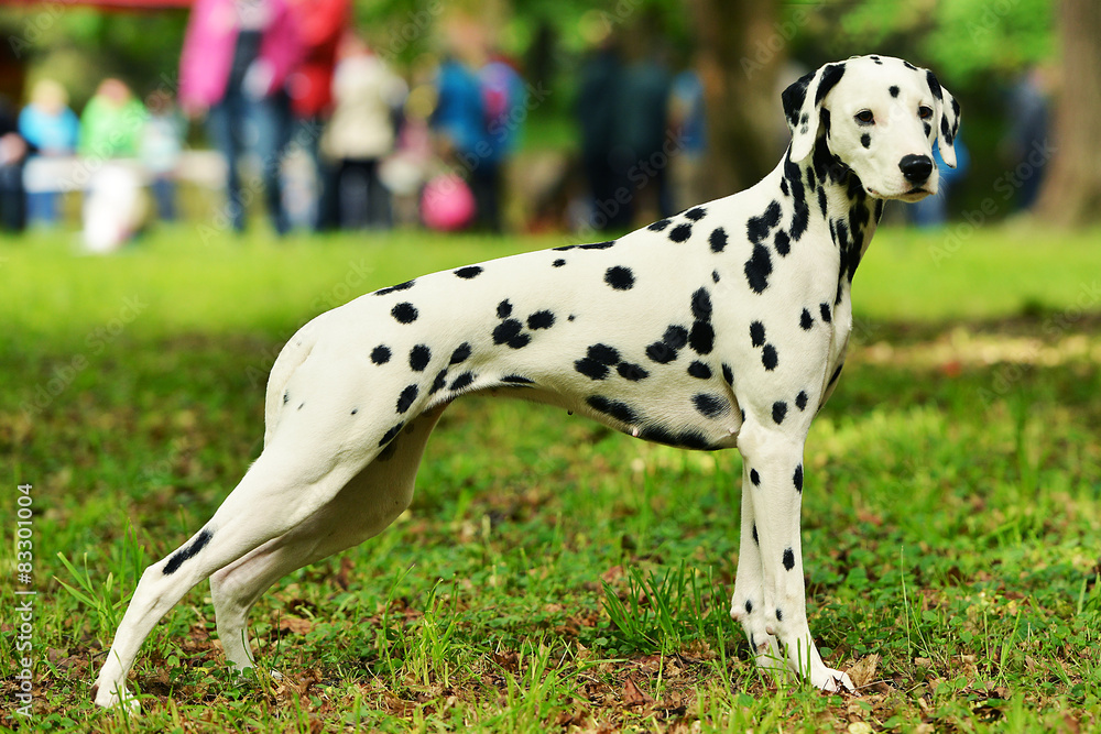 dalmatien chien