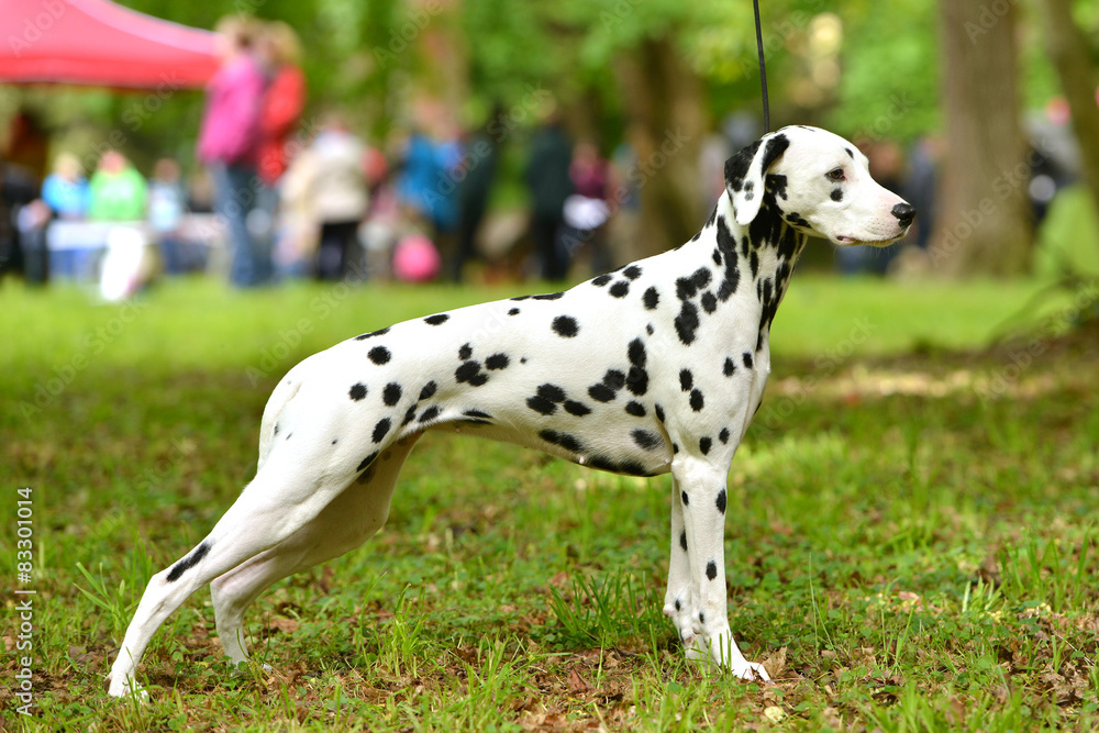 dalmatien chien dalmatien chien