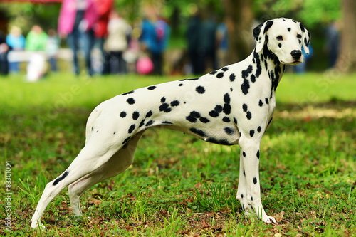 dalmatien chien