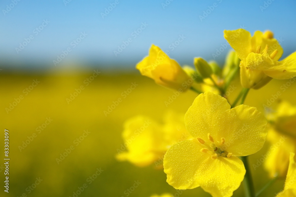Obraz premium canola