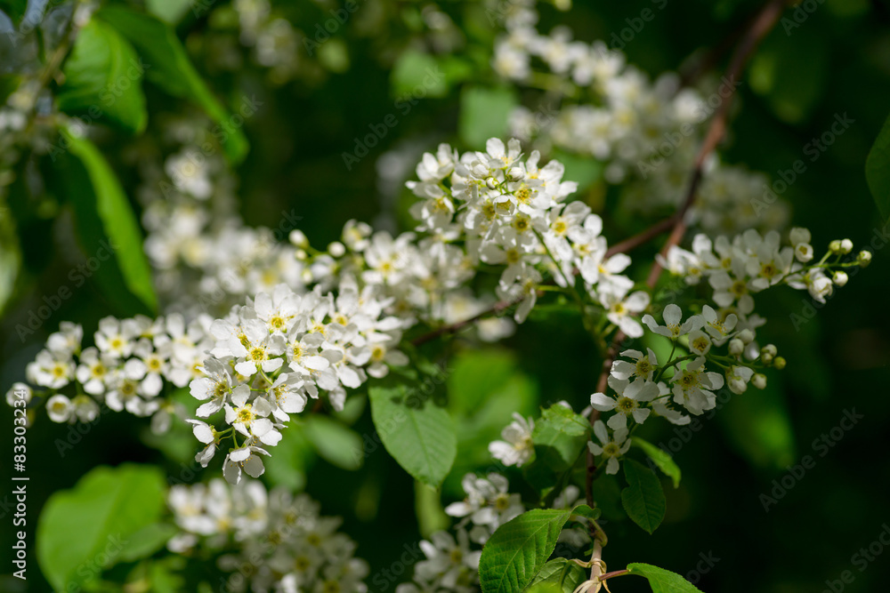Prunus padus (European Bird Cherry) in bloom at spring garden. Prunus padus (European Bird Cherry) in bloom at spring garden.