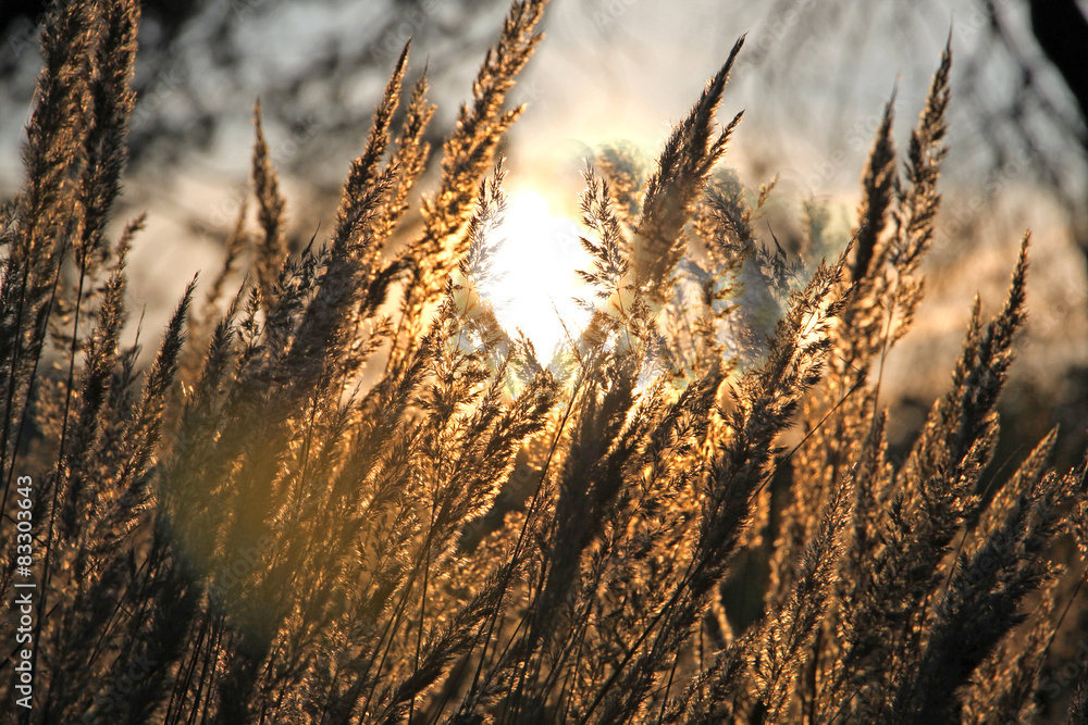 Close-up dry grass field over the setting sun Close-up dry grass field over the setting sun