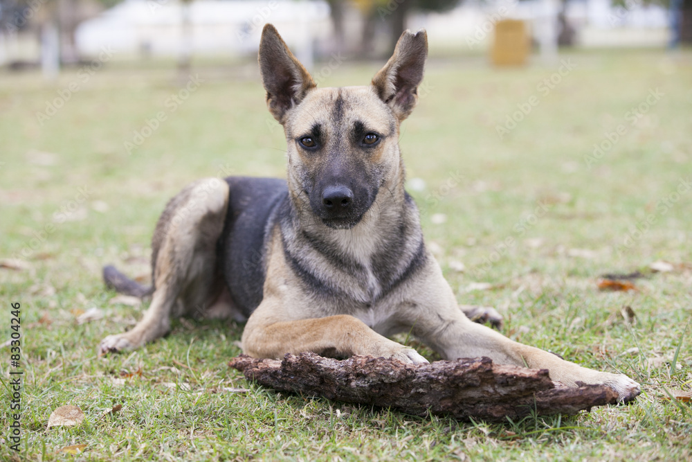 Naklejka premium cachorro