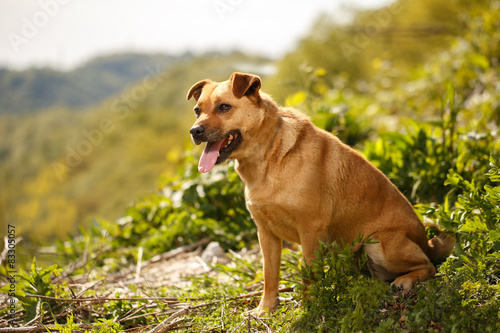 Funny Ginger Dog Stands on Grass Outdoor 