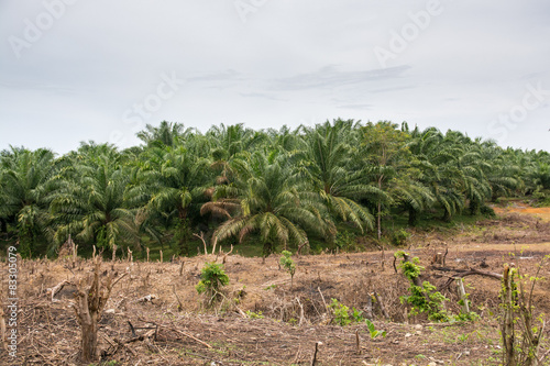 Billede på lærred Regenwaldzerstörung durch Palmölplantagen in Sumatra