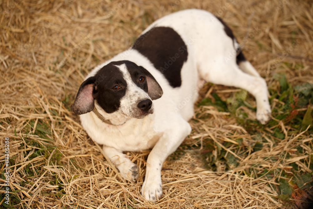 Black and White Dog Lies on Manger