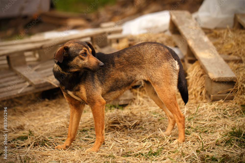 Mixed Breed Ginger Dog Stands on Manger Mixed Breed Ginger Dog Stands on Manger