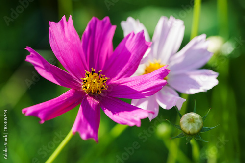 Mexican Aster © Birute Vijeikiene