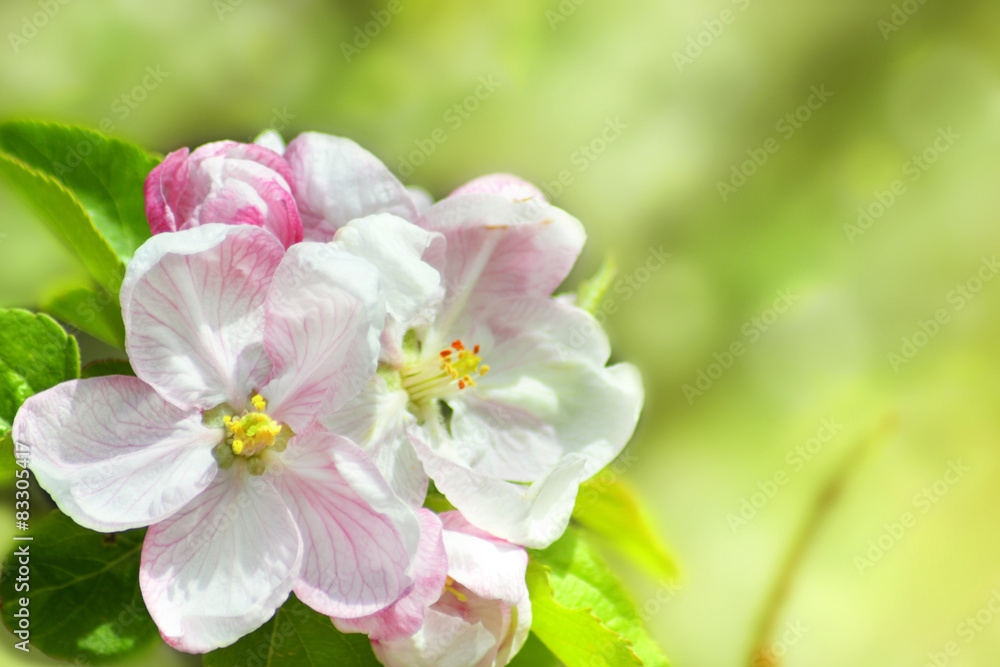 Fiori di pero Fiori di pero