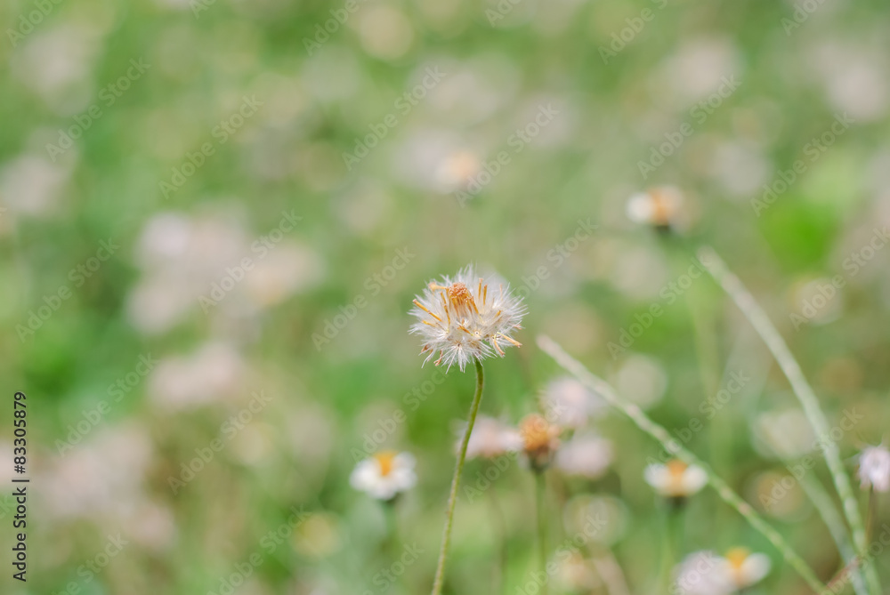 Flower plant grass weed