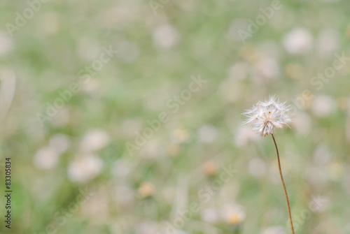 Flower plant grass weed