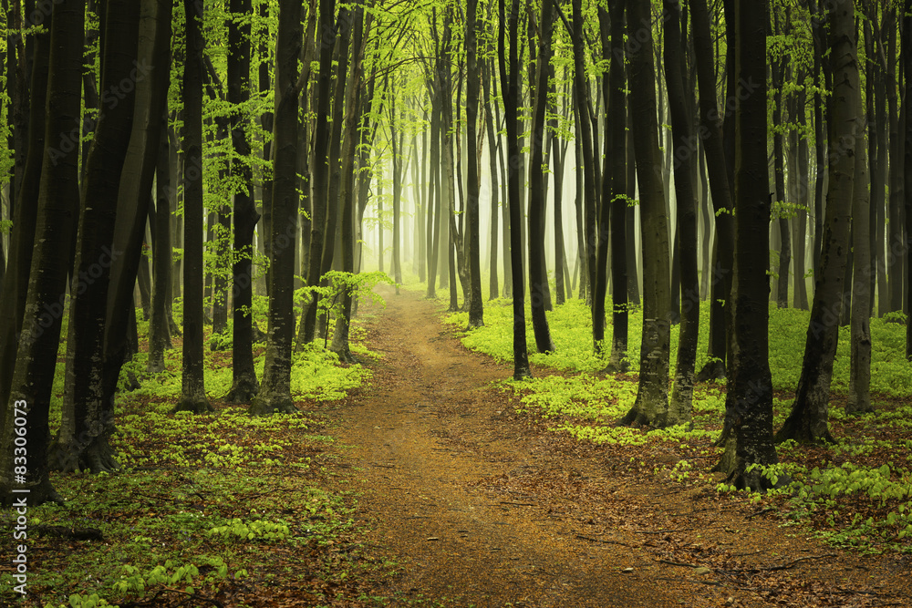 Fototapeta premium Trail in misty forest