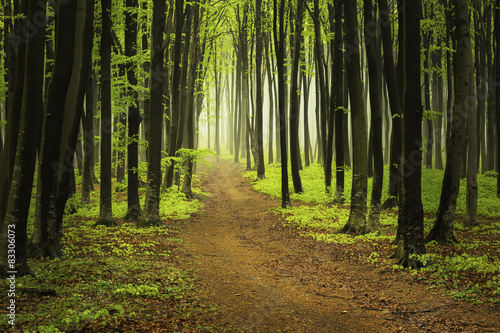 Trail in misty forest