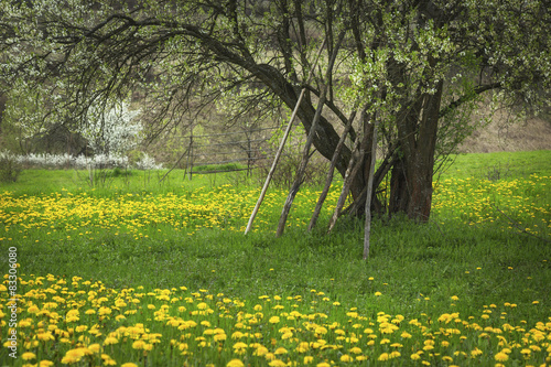 Dandelion fields during a b...