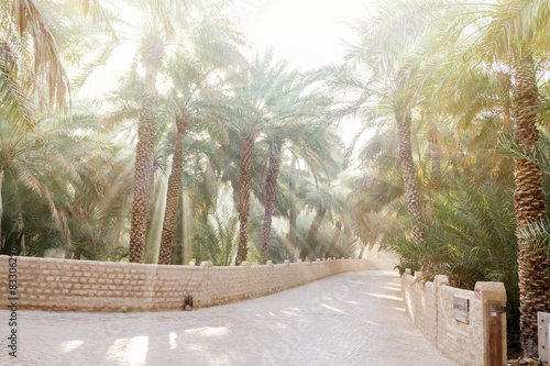 Dates trees in a oasis in the middle of the desert with amazing sun photo