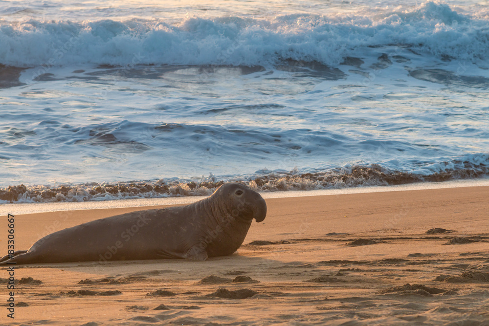 Obraz premium Male Elephant Seal
