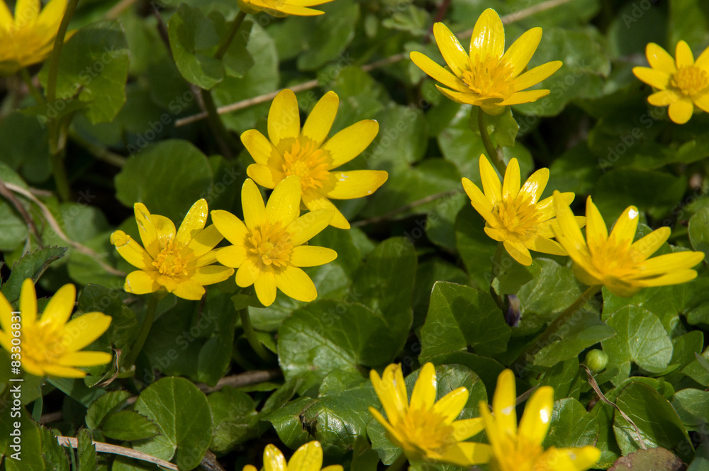Spring landscape with yellow flowers in the background. Spring landscape with yellow flowers in the background.