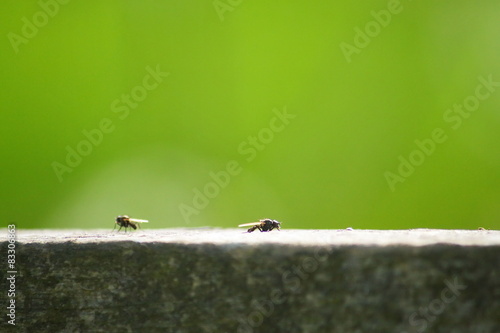 flies on a fence
