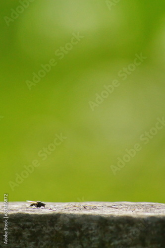flies on a fence