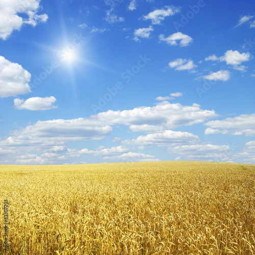 Wheat field and blue sky with sun